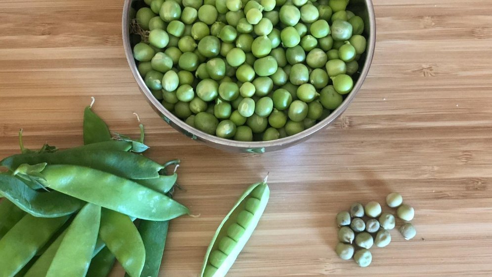 种植经验分享 种子 豆苗 扁豆 豌豆 北美省钱快报dealmoon Com 攻略