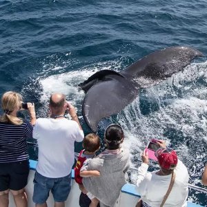Davey's Locker 2.5-hour whale watching experience at great discounts