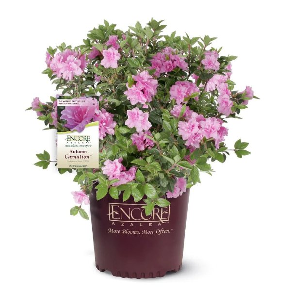 1 Gal. Autumn Carnation Shrub with Semi Double Pink Flowers