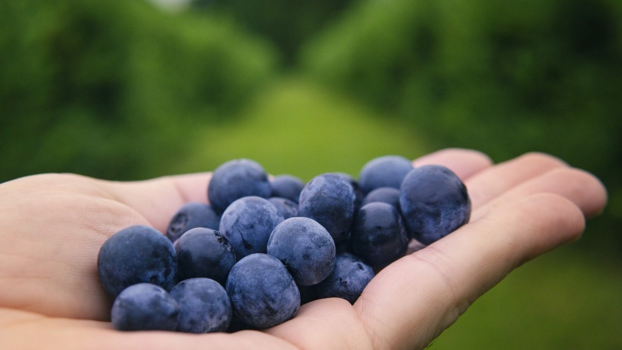 2022休斯顿采摘攻略，草莓、蓝莓、黑莓...休斯顿采摘地址大总结！让我们一起出发吧~ 看看谁采的水果又大又甜！