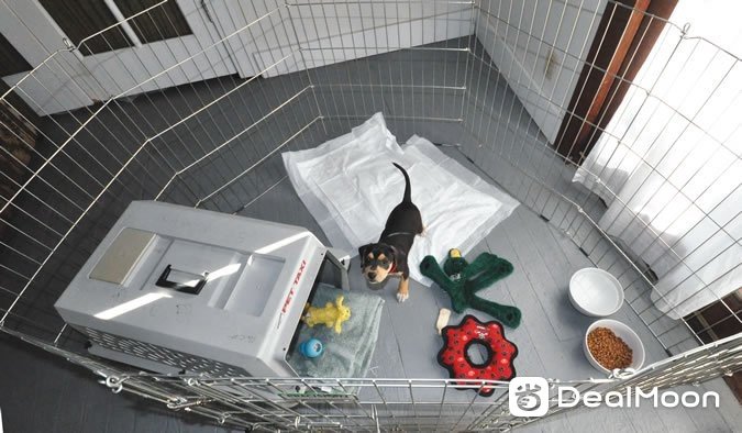 Puppy-in-play-pen.jpg