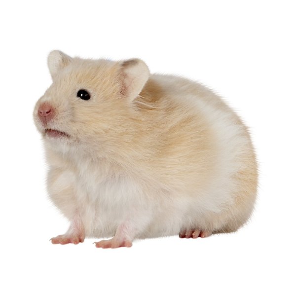 Long-Haired Hamster