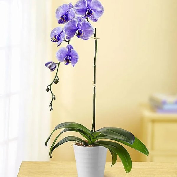 Lovely Lavender Orchid