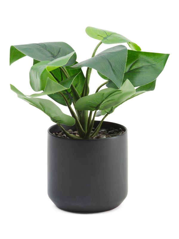 Philodendron In Matte Pot | Plants & Planters | Marshalls