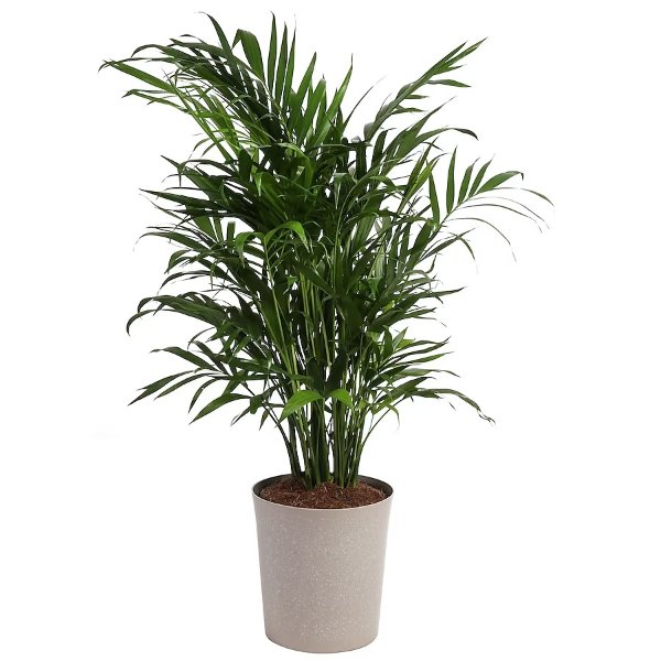 Cat Palm House Plant in 10-in Pot