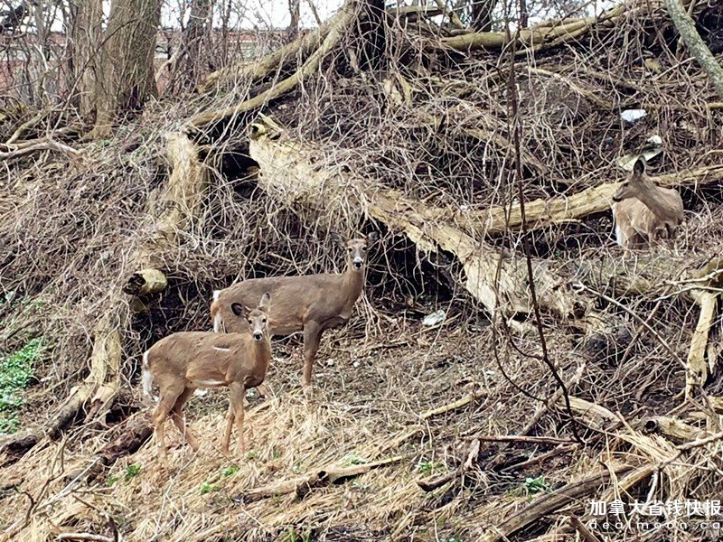 deer.jpg