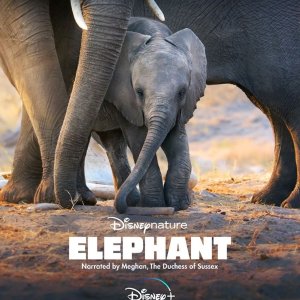 Disney+ 迪士尼自然10部纪录片推荐，大象、海豚礁新片上线