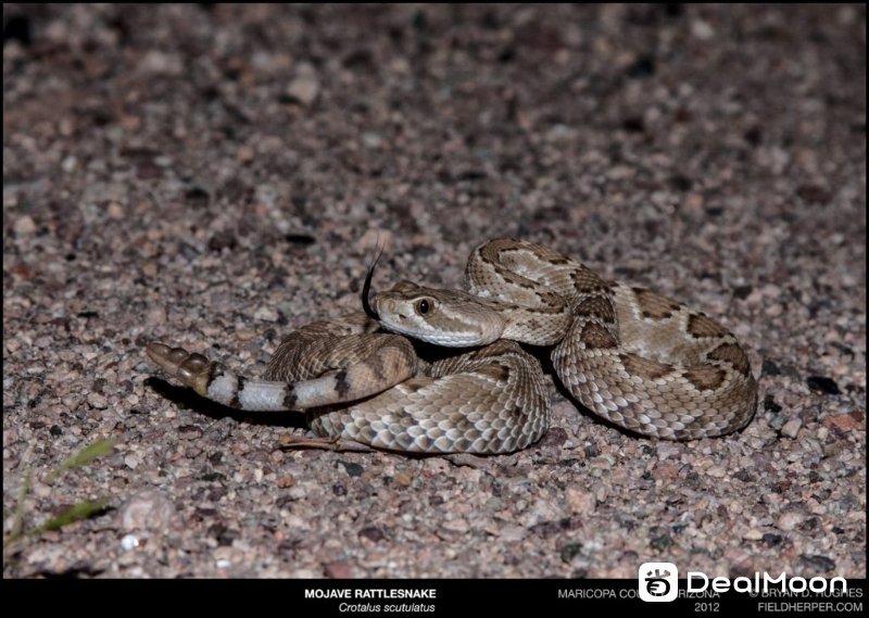 Mojave Rattlesnake 美国常见毒蛇品种