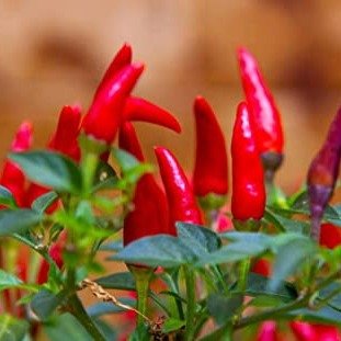 Tabasco Hot Peppers Seeds, 1000+ Premium Heirloom Seeds, 90% Germination Rates Hot and Full of Flavor! A Must Have for Your Home Garden!