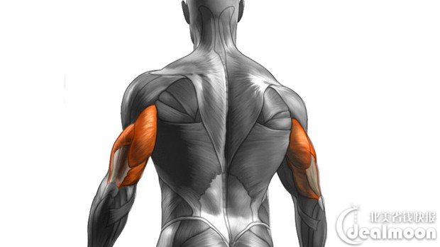 The_Best_Training_Tool_for_Triceps