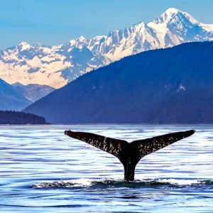 Last-Minute 7-Nt Alaska Cruise from Vancouver w/Norwegian; Free Open Bar & More