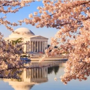 2020樱花季早鸟秒杀 去华盛顿赏粉红世界