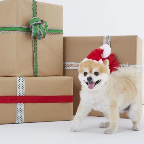 Santa Wearable Dog Hat – BarkShop