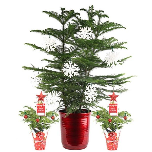 Live Christmas Tree, Three-Pack bundle, Ships One 3-FT Christmas Tree and Two 12-IN Christmas Trees, Decorated, Great as Holiday Gift or Christmas Decoration, Fresh From Our Farm