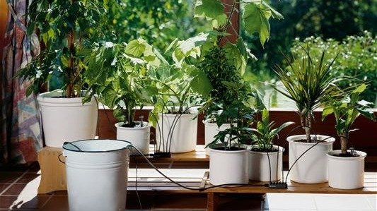 假期不在家如何照料家里的植物?| 自制DIY小妙招、浇水防虫
