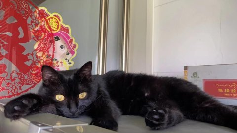 再来聊一聊宠物保险