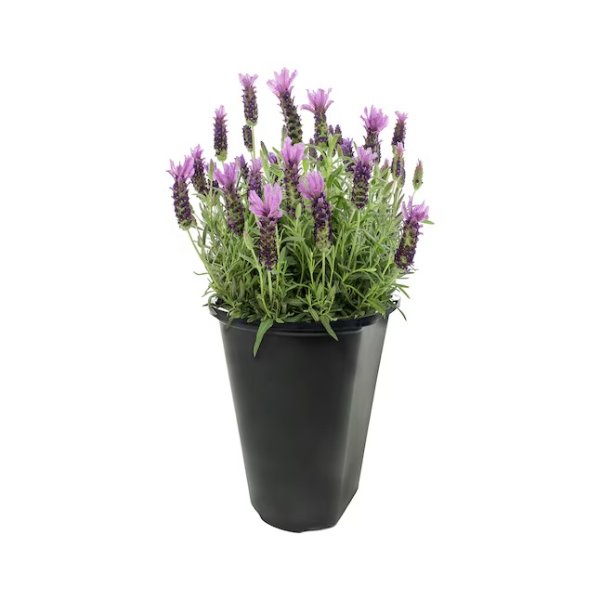 紫色薰衣草  1.5-Pint Pot