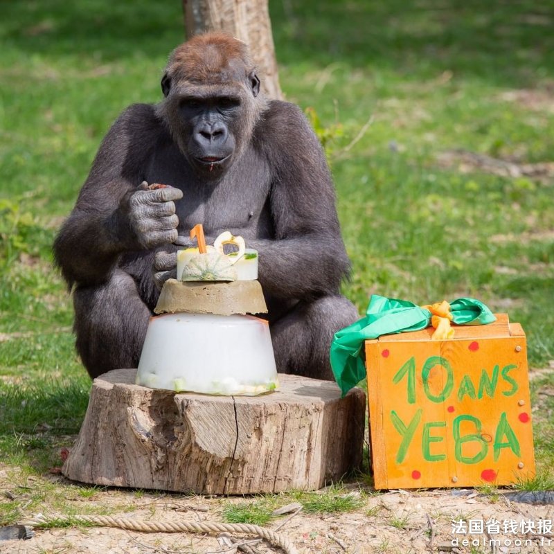 zoothoiry_279515022_396649205451209_238887307915400352_n