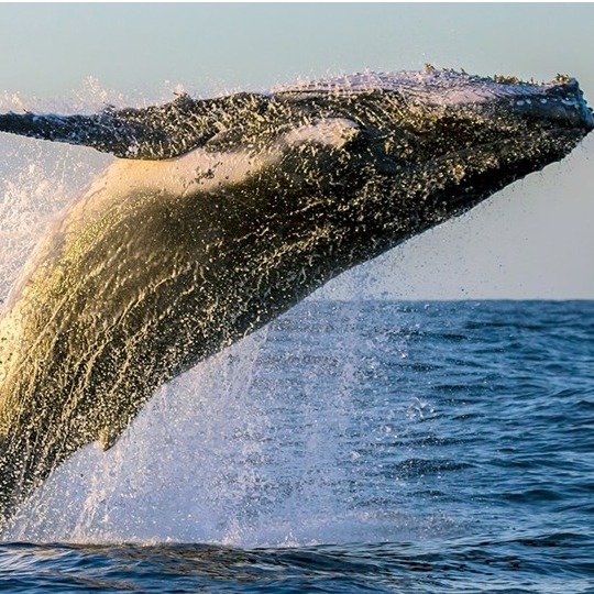 麻州观鲸之旅