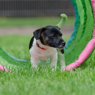 Bark Busters Home Dog Training Philadelphia - 费城 - Philadelphia