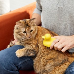 Chewy Cat Grooming Deals