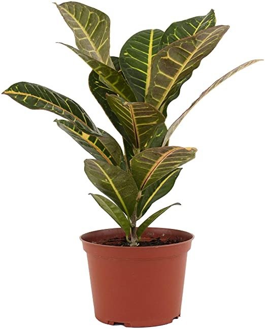 | Standing Collection | Hand Selected, Air Purifying Live Croton Indoor House Plant in 6" Grow Pot, 6 INCH,