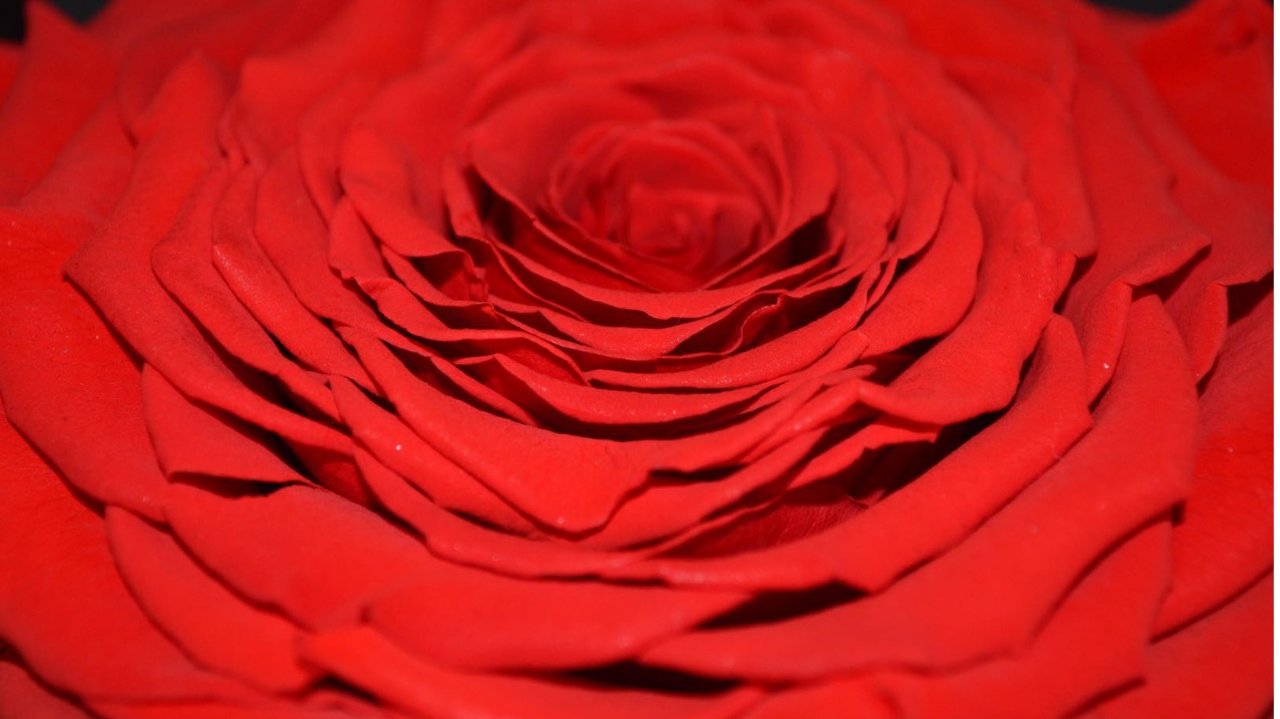 这个情人节，你们需要一束独一无二的永生花丨The Only Roses众测