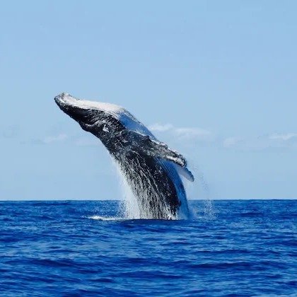 One Pre-Season Ticket for Whale Watching, Valid 05/01/19 to 10/02/19 at Alaska Galore Tours (Up to 16% Off)