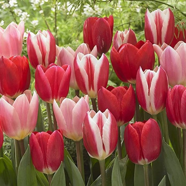 Van Zyverden Tulips Candy Striper Blend Set of 15 Bulbs