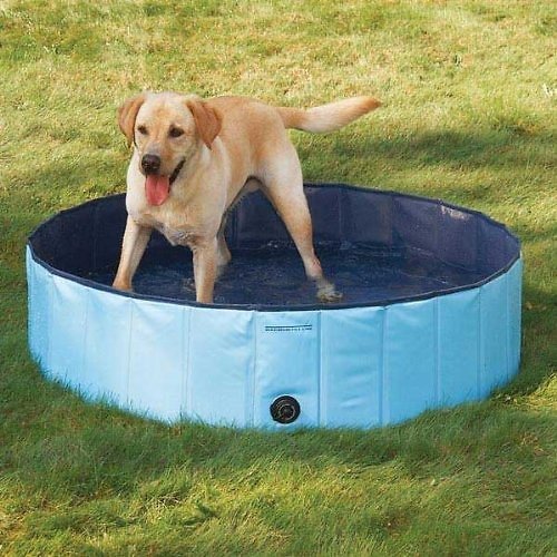 COOL PUP Splash About Dog Pool, Large, Blue - Chewy.com