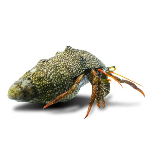 Red Tip Hermit Crab (Clibanarius digueti) | Petco