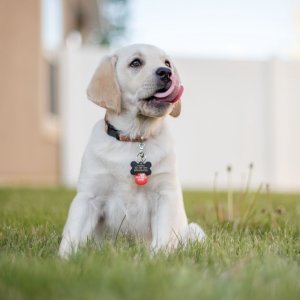 Petco 提供幼犬训练课程 小班制度 平均每周仅$20