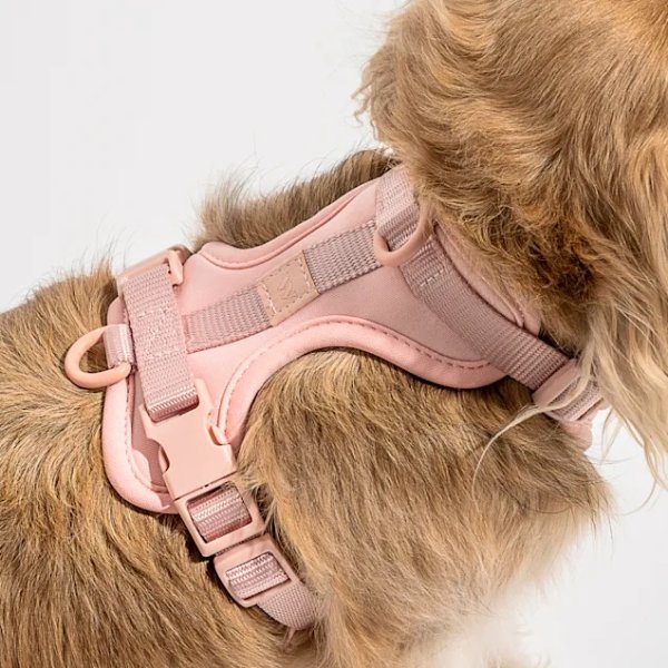 Blush Dog Harness, Medium | Petco