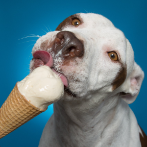 Pooch Creamery Dog Ice Cream on Sale