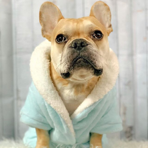 PetSmart Selected Dog Sweaters & Coats on Sale