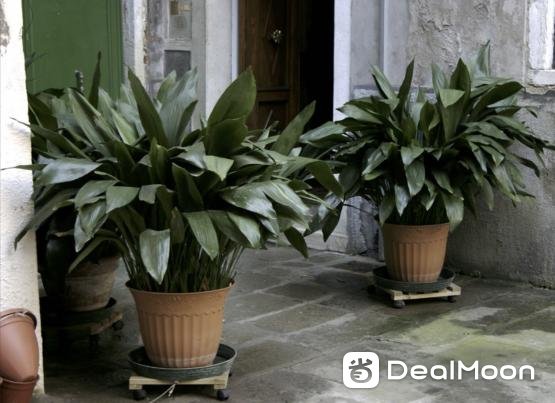 IGYA_-Aspidistra-2-e1586239457135-555x403.png