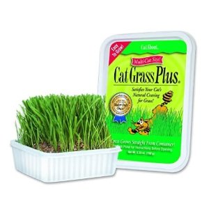Miracle Care Cat-About by MiracleCorp Gimborn Single Cat Grass Plus