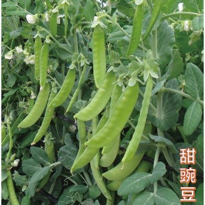 甜豌豆种子