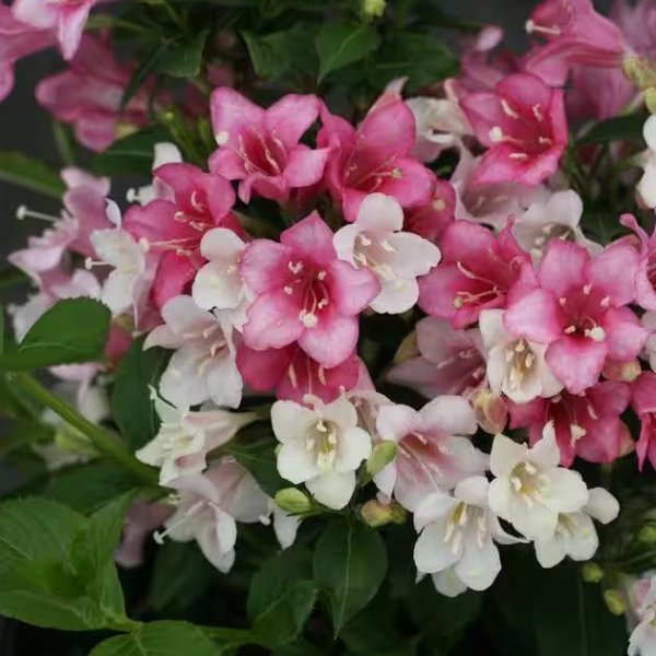 4.5 in. Qt. Czechmark Trilogy (Weigela) Live Shrub, White, Pink, and Red Flowers