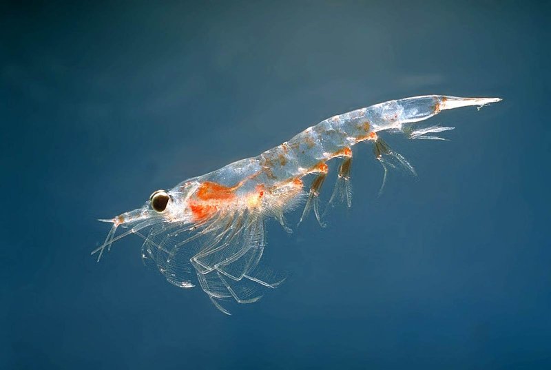 krill-wallpaper-3