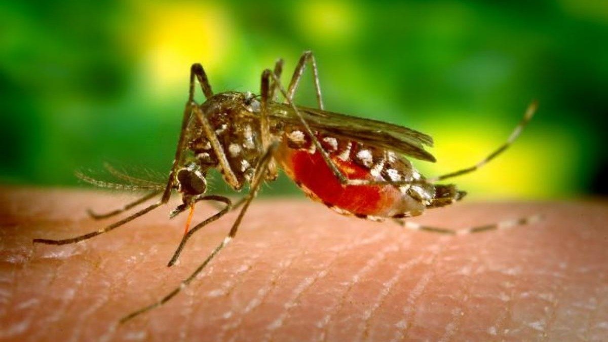 美国惊现本土感染【疟疾】！20年来首次！CDC发健康警报