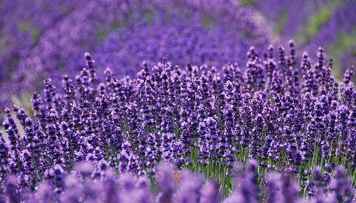 Lavender by the Bay, NY