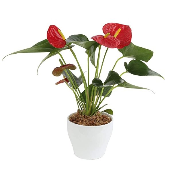 Blooming Anthurium Live Indoor Plant 12 to 14-Inches Tall, Ships in White Ceramic Planter, Gift, Fresh From Our Farm or Home Decor