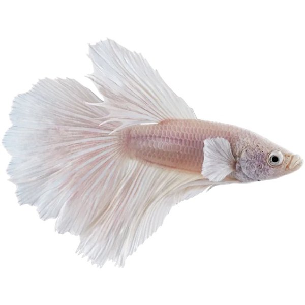 Male White Opal Bettas for Sale: Order Online | Petco