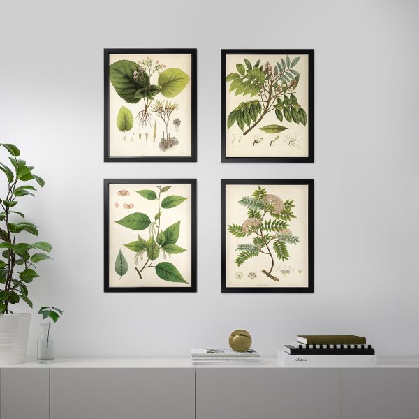 植物装饰画4幅, 16 ¼x20"