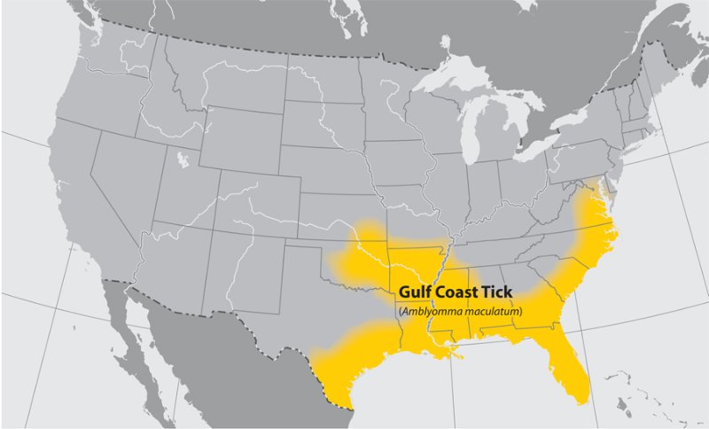 Gulf Coast Tick 美国蜱虫分布图