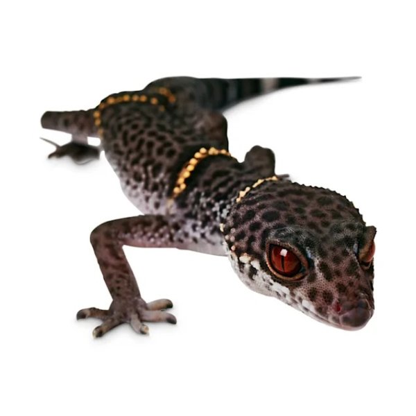 Chinese Cave Gecko (Goniurosaurus hainanensis) | Petco