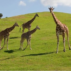 圣地亚哥野生动物园 Safari Park 单日门票