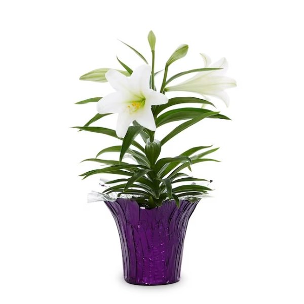 White Easter Lily in 1.76-Quart Pot