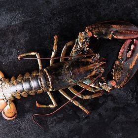 Live Maine Lobsters & Meal Kit